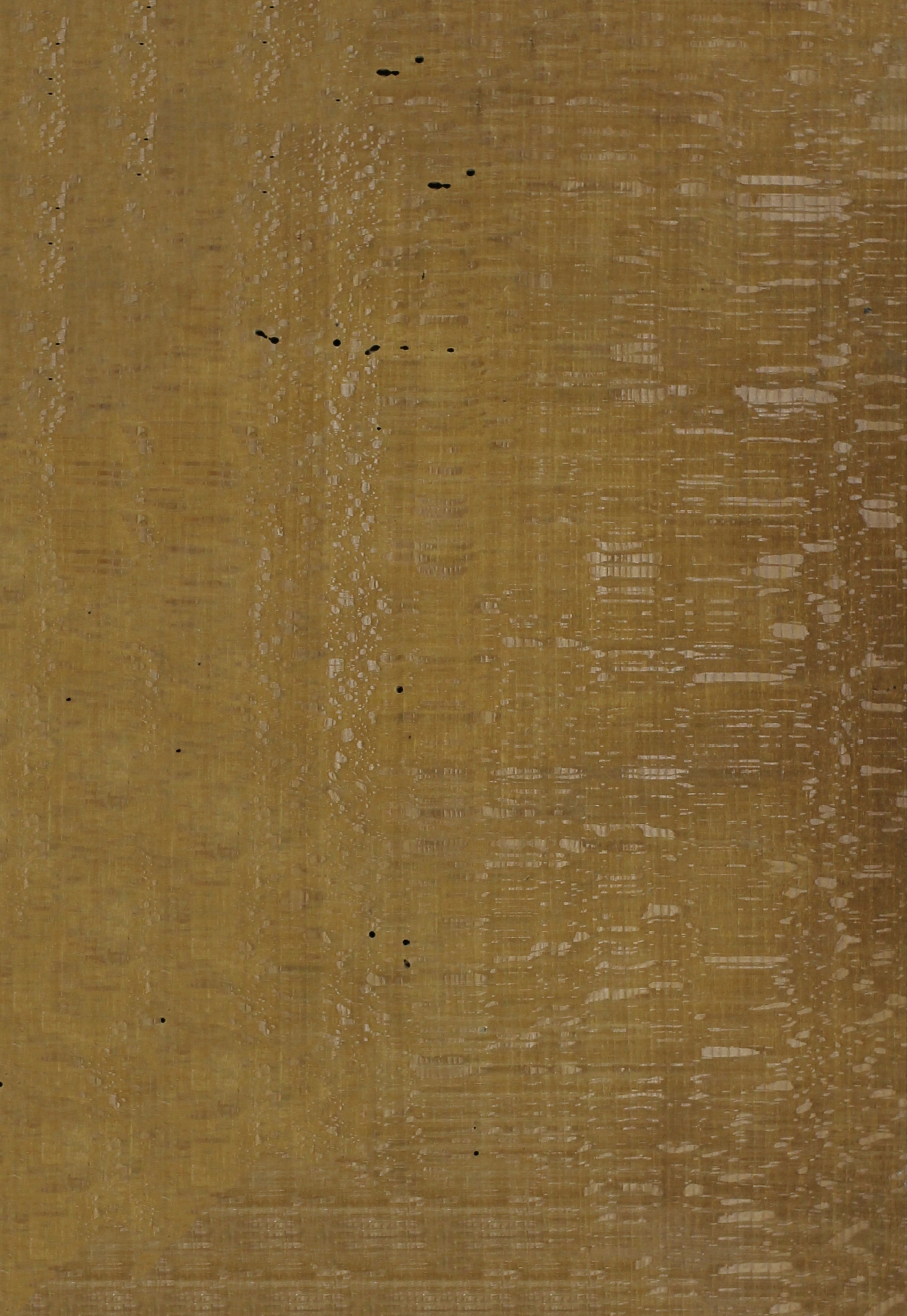 Cubierta [Posterior]